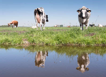 cows and bull in dutch meadow on sunny summer day in the netherlands