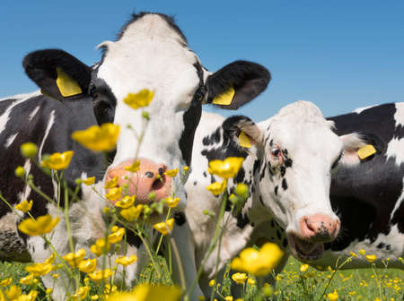 black and white cows come close to yellow spring flowers in dutch green grassy meadowunder blue sky on sunny day in the netherlandsの写真素材