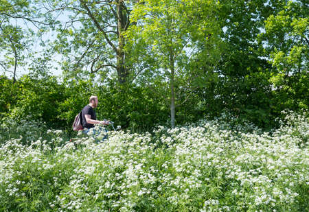 Houten, Netherlands, 9 may 2018: person on bicycle passes blooming flowers on country road between Utrecht and Houten in the netherlandsのeditorial素材