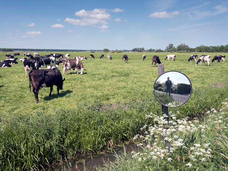 Vast meadow area with black and white cows in green grassy field between Amsterdam and Utrecht on...
