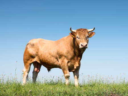 blonde daquitaine bull in green grassy meadow with blue sky as backgroundの写真素材
