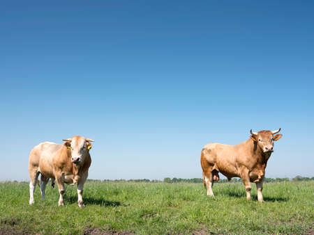 two blonde daquitaine bulls in dutch green grassy meadow in the netherlandsの写真素材