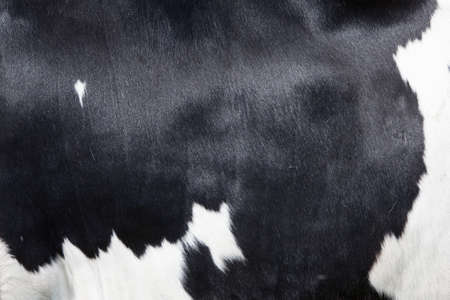 part of black and white hide on side of holstein cowの写真素材
