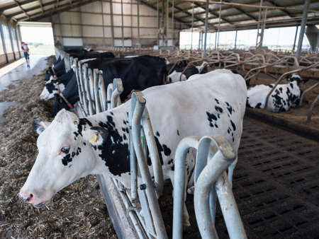 black and white cows feed on dried grass inside barn of farm in the netherlandsの写真素材