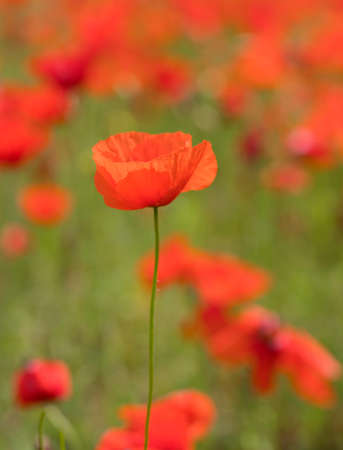 field full of red blooming poppies in french provence area in summerの写真素材