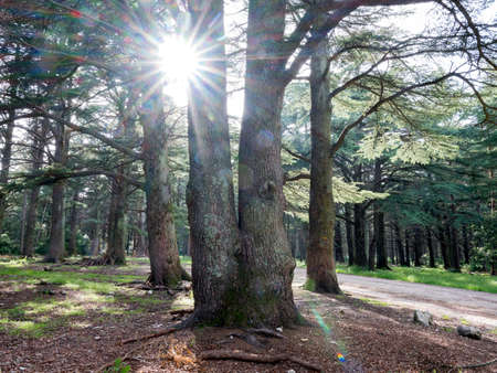 cedar trees in foret des cedres near menerbes and bonnieux in luberon area of provence between Avignon and Aix en Provenceの写真素材