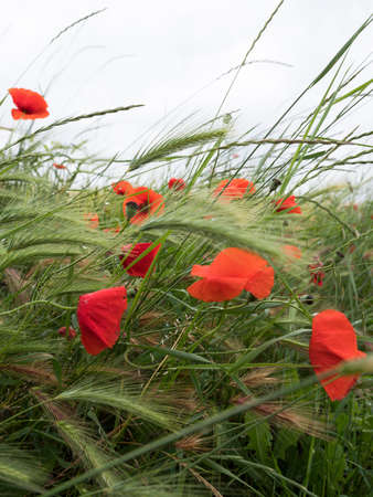 closeup of red poppy flowers in wheat field with light skyの写真素材