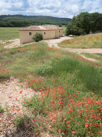 red poppy flowers and old provence house in rural south france landscape near manosqueの写真素材