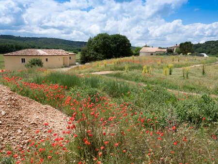 red poppy flowers and old provence house in rural south france landscape near manosqueの写真素材