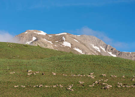 sheep in haute provence park mercantour near col de vars in sunny meadow with snow capped mountains in the backgroundの写真素材