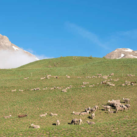 sheep in haute provence park mercantour near col de vars in sunny meadow with snow capped mountains in the backgroundの写真素材