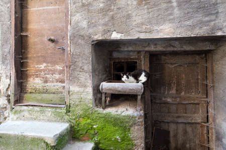 black and white cat in ancient facade of medievalhouse in french town of guillestre in haute provenceの写真素材