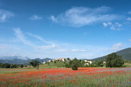 field full of red poppies and other flowers near old village on hill in french provence under blue sky in summerの写真素材