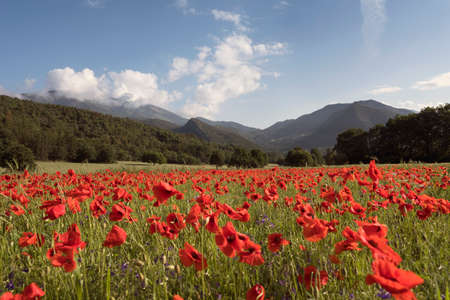summer fields with red poppies in the french provence countryside and mountains in the backgroundの写真素材