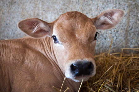 closeup of brown calf that lies in straw of barn and looks into camera