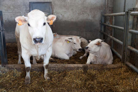 white cows inside barn on organic farm in italian region of piemonteの写真素材