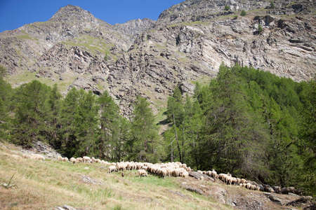 flock of sheep in mountain forest under blue sky in italian national park gran paradisoの写真素材
