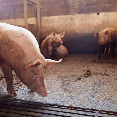 pigs inside stable of organic farm in piemonte
