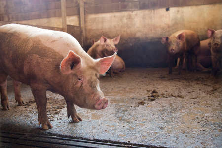 pigs inside stable of organic farm in piemonteの写真素材