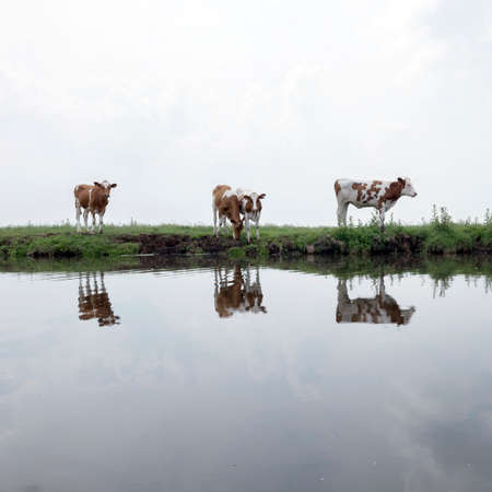 red and white calves in green grassy meadow reflected in water of dutch canal in the netherlandsの写真素材
