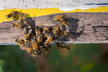 Lot of bees crawl together on yellow and white painted wood at entrance to beehive