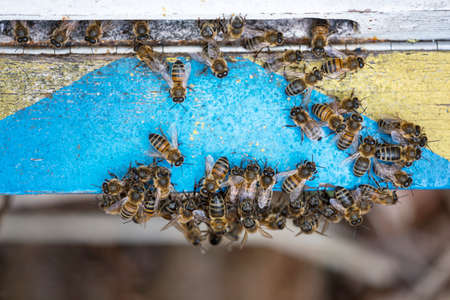 Lot of bees crawl together on blue painted wood at entrance to beehiveの写真素材