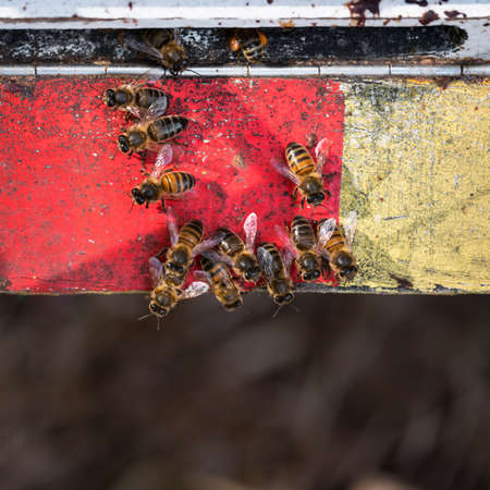 lot of bees crawl together on red and yellow painted wood at entrance to beehive