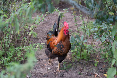 colorful rooster walks around between green plants of poison ivyの写真素材
