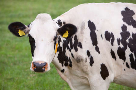 black and white spotted cow in green dutch meadow in the netherlandsの写真素材