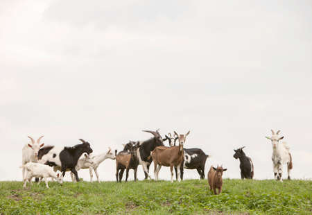 group of goats on green grassy dike in the netherlandsの写真素材