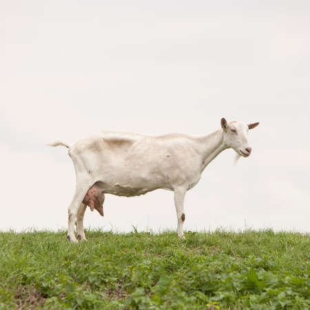 white goat with full udder on green grassy dike in the netherlandsの写真素材