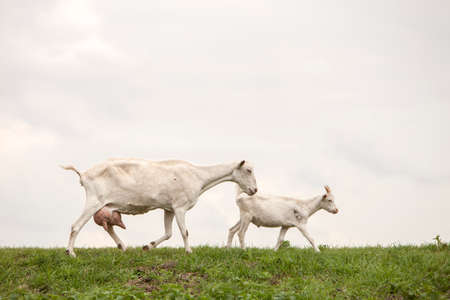 white goat with full udder and young one on green grassy dike in the netherlands