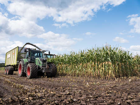 corn crop is loaded in cart behind tractor during harvest in the netherlands under blue skyの写真素材