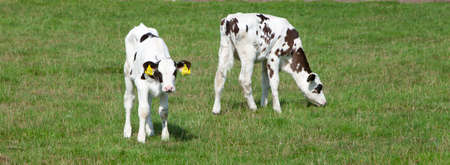 black and white calf graze in green grassy summer meadow in the netherlandsの写真素材