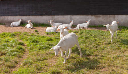 white goats in meadow near old barn on goat farm in the netherlands near woudenberg and utrechtの写真素材