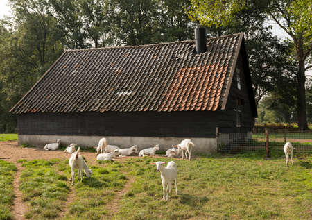 white goats in meadow near old barn on goat farm in the netherlands near woudenberg and utrechtの写真素材