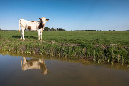 young red and white holstein cow in green grassy meadow reflected in dutch canal under blue sky in the netherlandsの写真素材