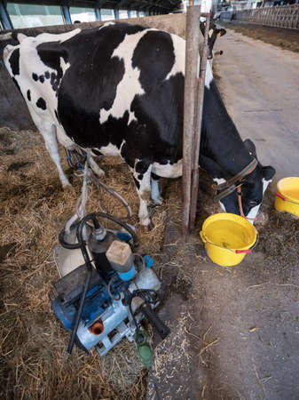 black and white holstein cow with small portable milking machine inside dutch farmの写真素材