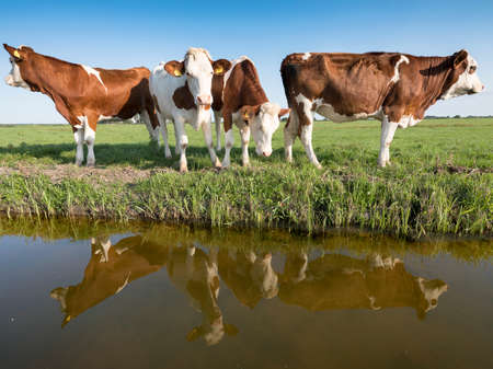 young red and white holstein cows stand in green meadow under blue sky with reflection in water of canalの写真素材