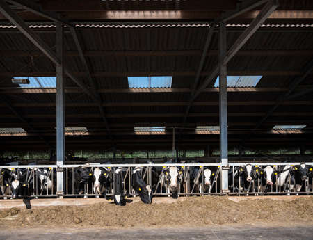 black and white spotted holstein cows feed in half open barn on dutch farm in the netherlands