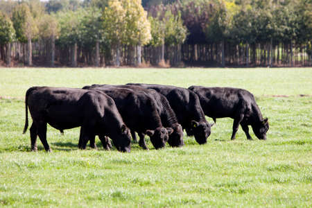 black bulls graze in green meadow near tree nursery in the netherlandsの写真素材