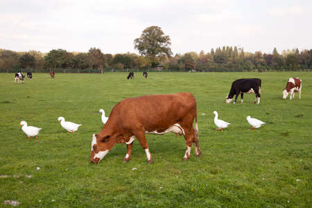 red cow and white geese in green grassy meadow near utrecht in the netherlands