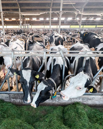 spotted black holstein cows feed from green grass inside barn on dutch farm in the netherlandsの写真素材