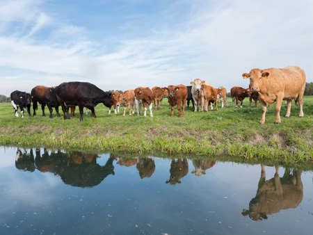 herd of cows and calves in green grassy meadow reflected in water of dutch canal near Houten and Utrecht in the netherlandsの写真素材