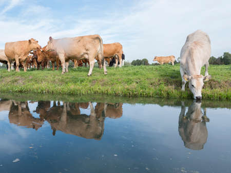 herd of cows and calves in green grassy meadow reflected in water of dutch canal near Houten and Utrecht in the netherlandsの写真素材