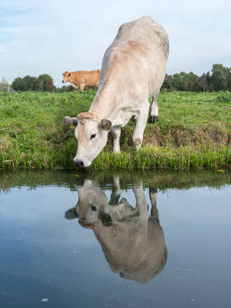 herd of cows and calves in green grassy meadow reflected in water of dutch canal near Houten and Utrecht in the netherlandsの写真素材