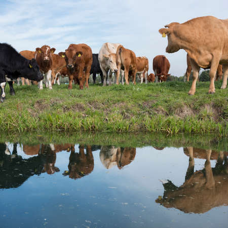 herd of cows and calves in green grassy meadow reflected in water of dutch canal near Houten and Utrecht in the netherlandsの写真素材