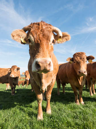 limousin cows in green meadow under blue sky near river Waal and Herwijnen in the netherlandsの写真素材