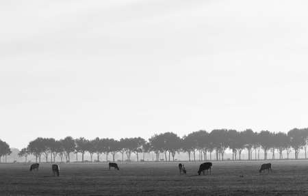 cows in meadow landscape with trees between Vianen and Everdingen in the netherlandsの写真素材