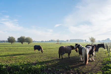 horses and willows in green meadow landscape between Vianen and Everdingen in the netherlandsの写真素材